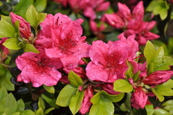 Azalea Girard's Crimson'(Girard Hybrid) — photo 3